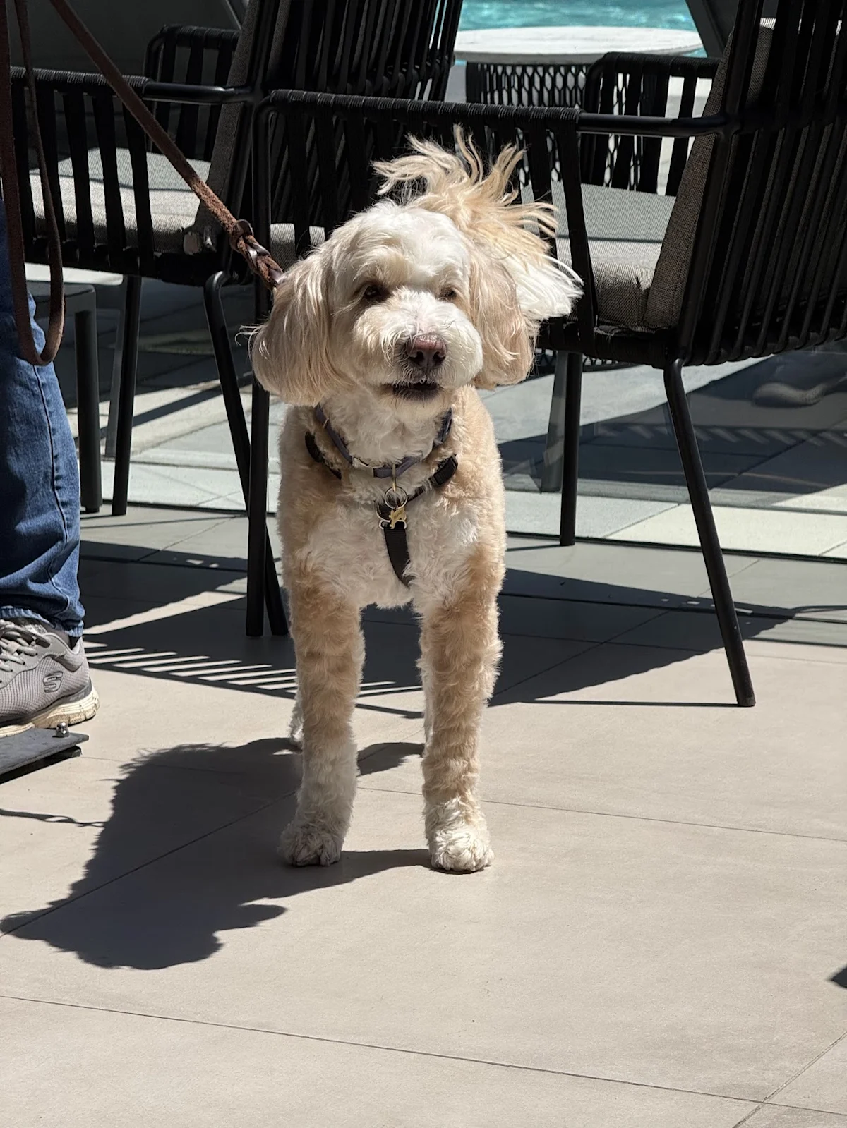 Reference photo: a small cream-coloured curly-haired dog on a leash among black patio chairs.